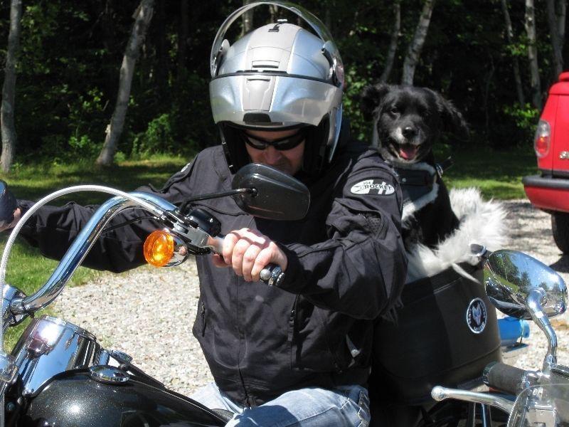 Dog motorcycle seat with harness