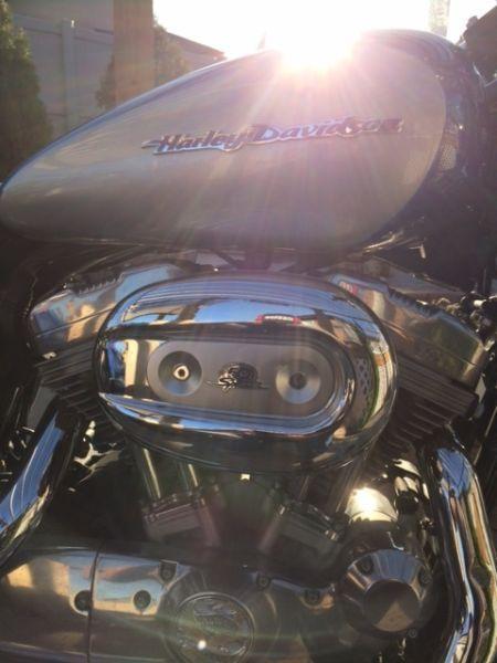 2006 Harley Sportster 883 for sale